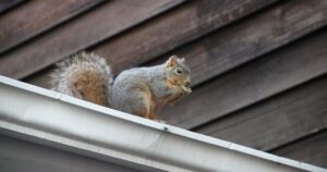 addressing squirrel removal