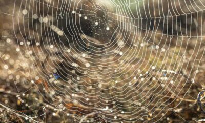 lesy ad spiderweb