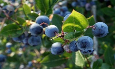 Blueberries