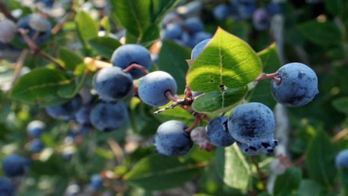 Blueberries