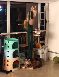 Cat Tree to Your Cat’s Size