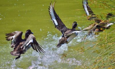 best duck-hunting waders