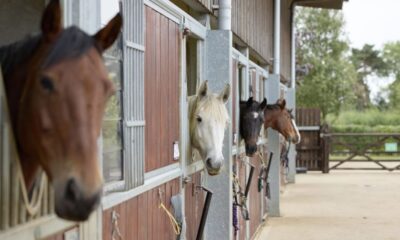 ns horse screen