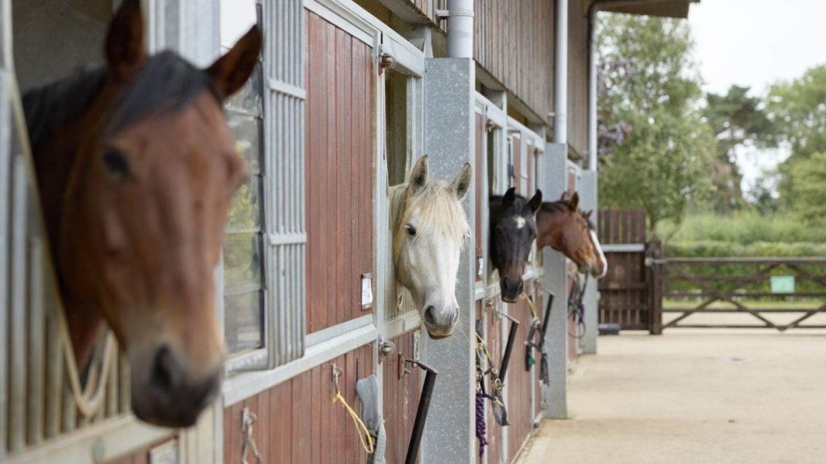 ns horse screen