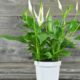 spathiphyllum