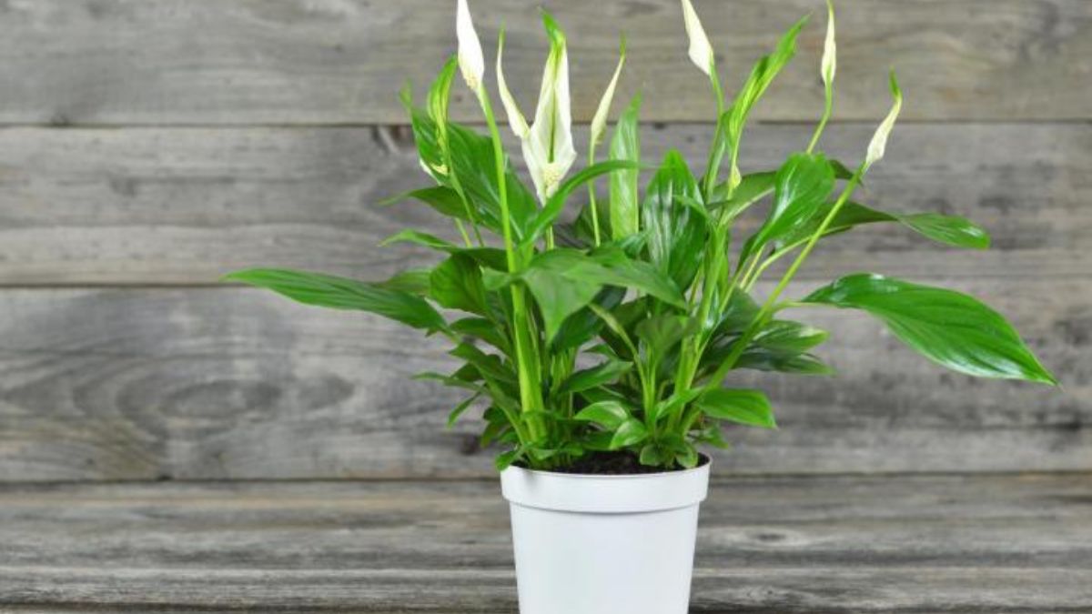 spathiphyllum