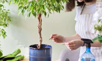 ficus benjamina