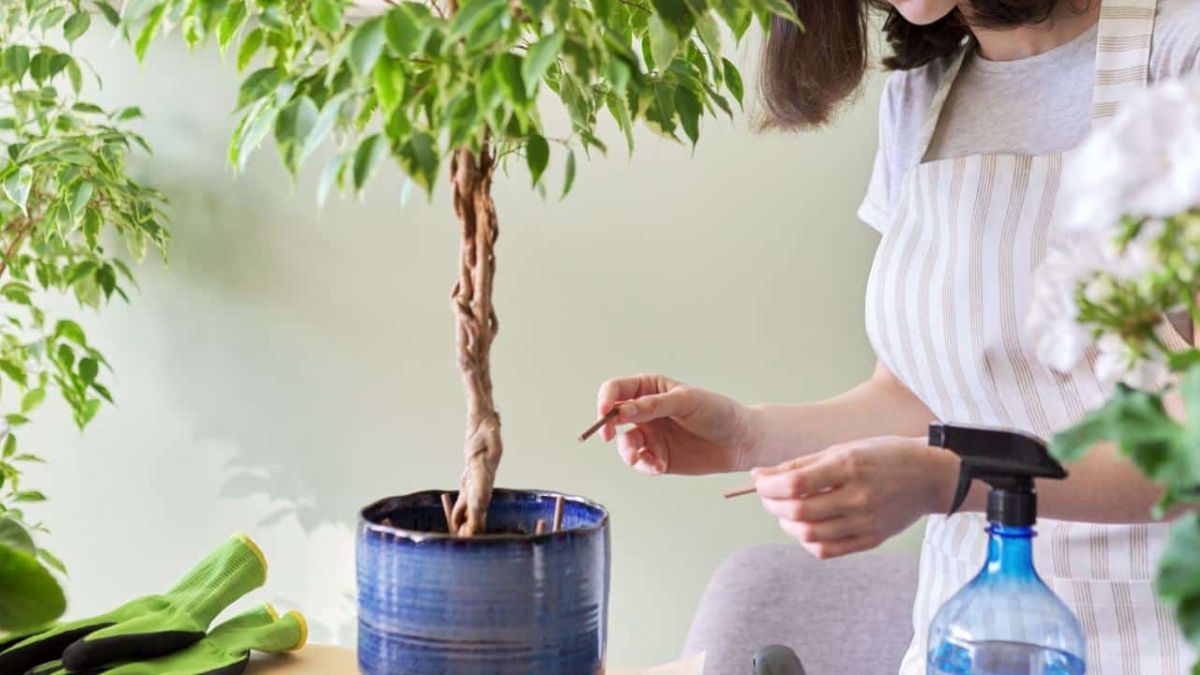 ficus benjamina