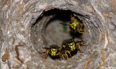 yellow jacket nest