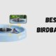 Best Birdbaths