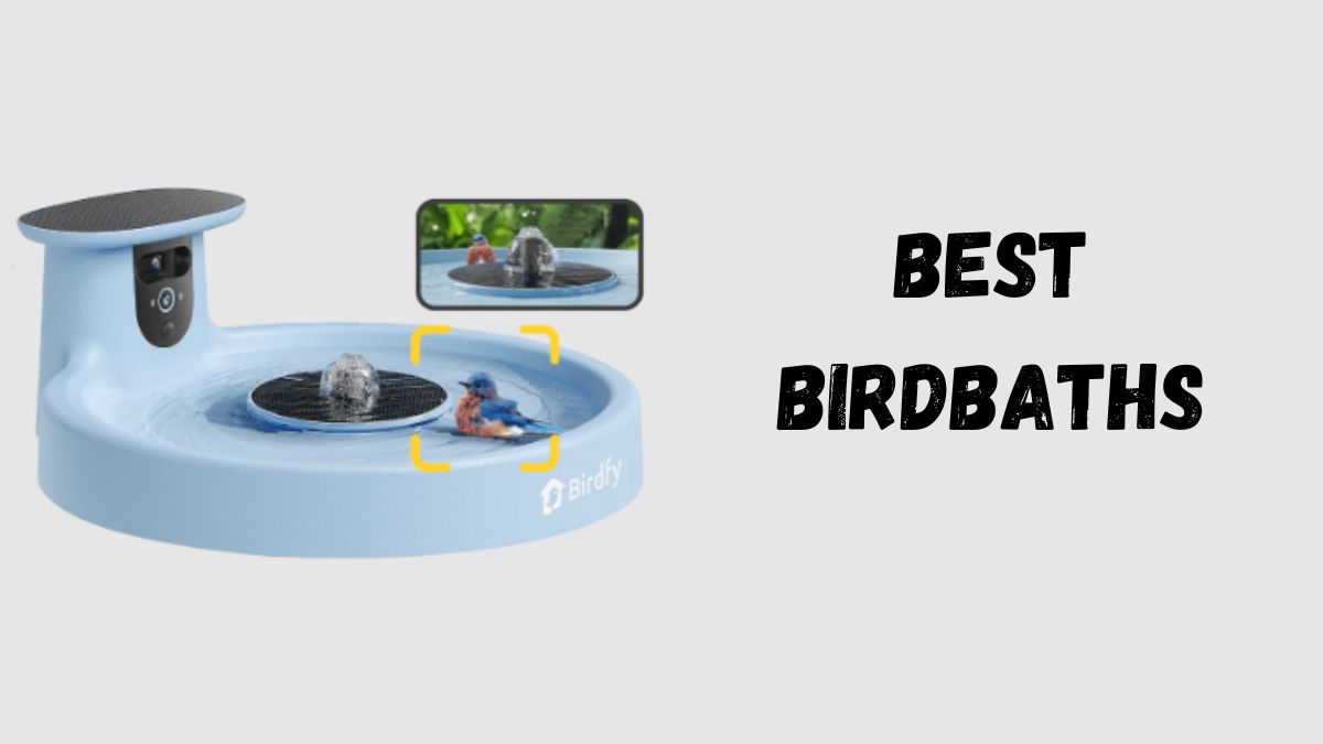 Best Birdbaths