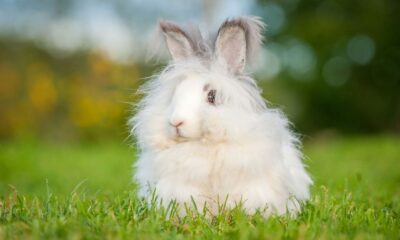 Angora Rabbits