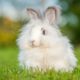 Angora Rabbits